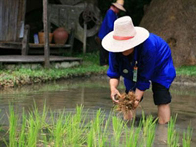SamPhran la plantation du riz