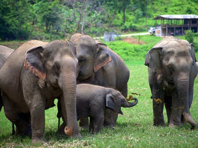 camp de dressage des éléphants